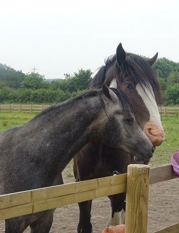 Equine beauties